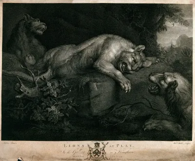 Two lions, with a lioness lying between them