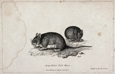 Two long-tailed field mice