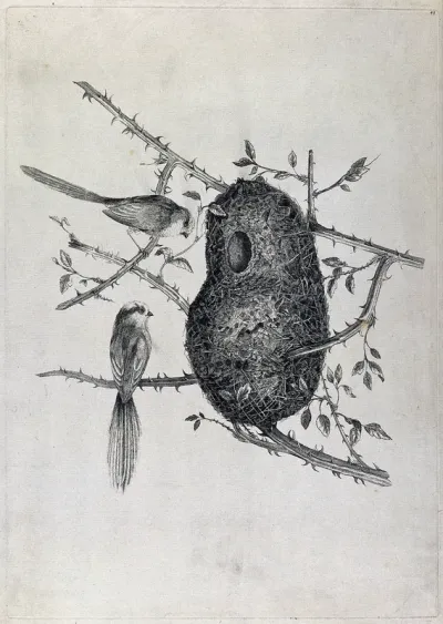 Two long-tailed tits outside their nest