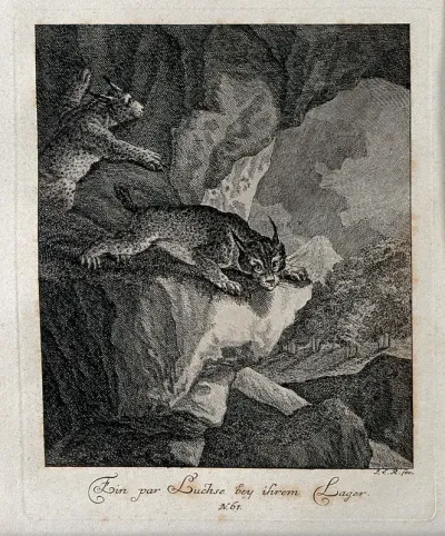Two lynx in a cave