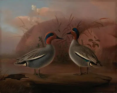 Two Male Teals by the Water
