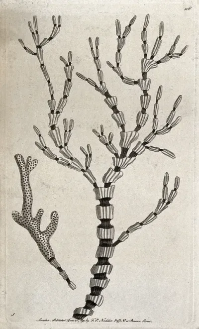 Two marine animals (coelenterate)