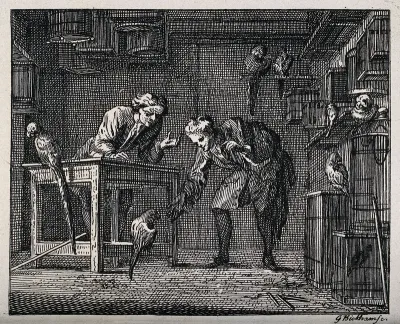 Two men feeding parrots in a shop full with parrots and birdcages