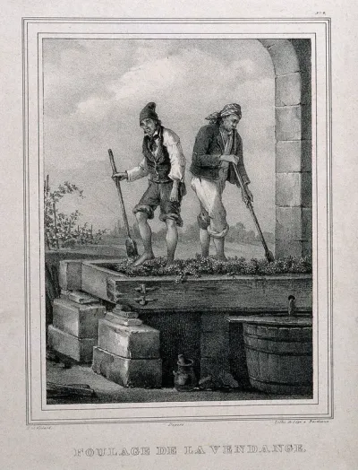 Two men treading grapes