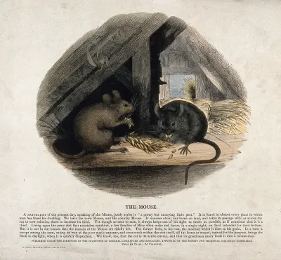 Two mice nibbling on an ear of grain in a corn chamber