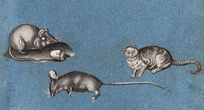 Two mice (one dead) and a cat