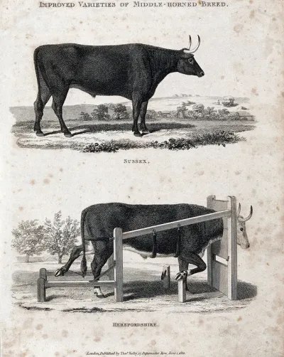 Two middle-horned breeds of cow, the Sussex and Herefordshire