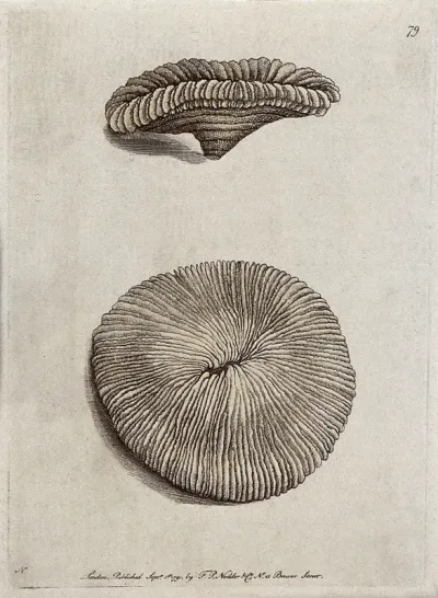 Two molluscs. Etching