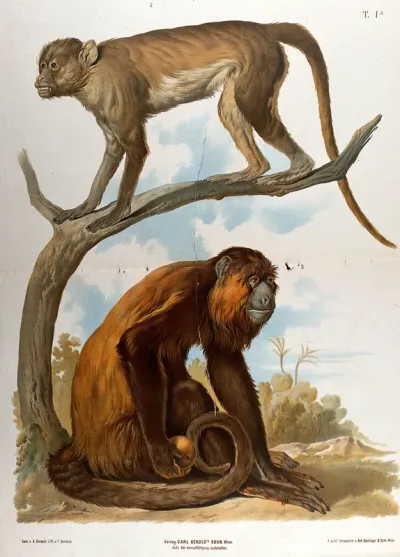 Two monkeys, one of which is standing on a tree branch