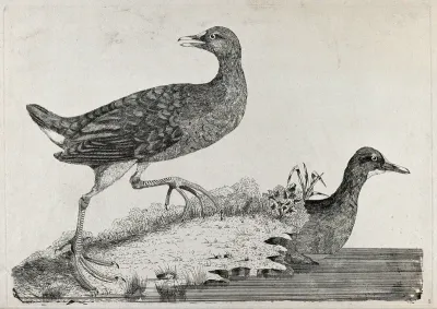 Two moor-hens. Etching, ca. 1775, after W. Hayes