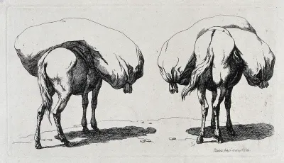 Two mules seen from behind heavily-laden with huge sacks