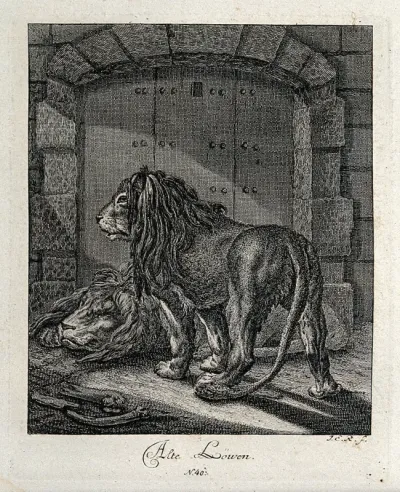 Two old lions with shaggy manes and fur in front of a closed gate