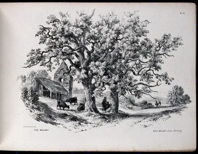 Two old walnut trees (Juglans regia) growing by a country lane and sheltering some cows and their minders
