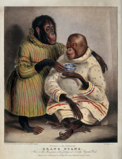 Two orang-utans wearing clothes and drinking tea
