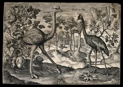 Two ostriches, one possibly a cassowary, set in natural surroundings