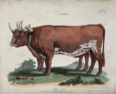Two oxen harnessed to a yoke