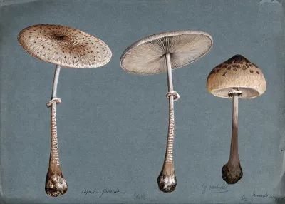 Two parasol mushrooms (Lepiota procera) and a shaggy parasol mushroom (Lepiota rhacodes)
