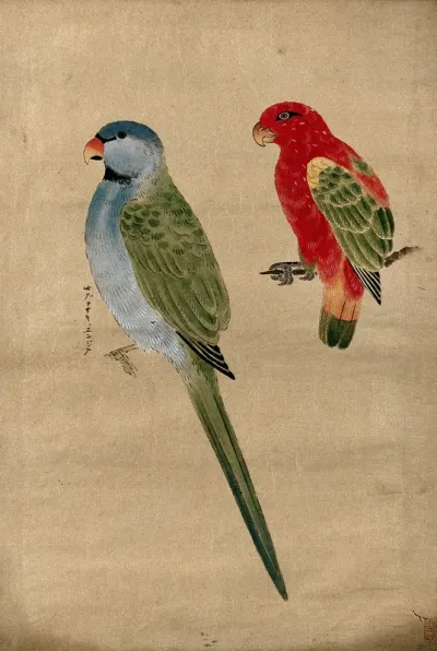 Two parrots. Gouache, 18--