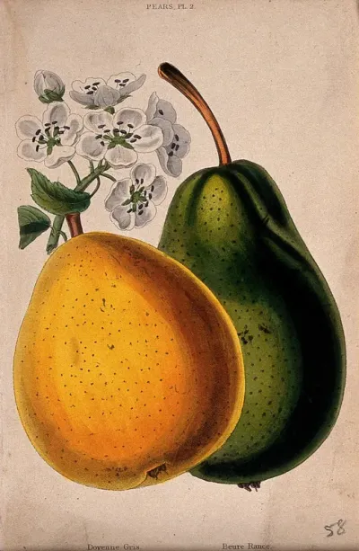 Two pears (Pyrus cultivars): fruit and flowers