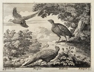 Two pheasants and a black grouse