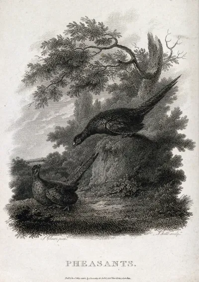 Two pheasants bickering