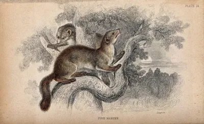 Two pine- martens (mustela martes) climbing a tree