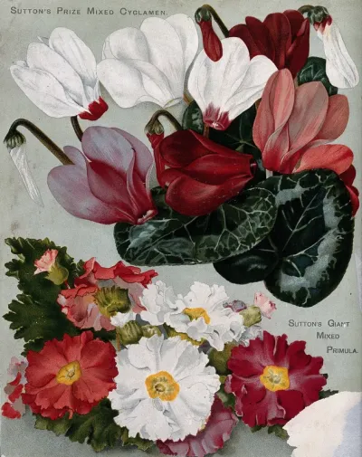 Two plant cultivars: florist's cyclamens and mixed primulas