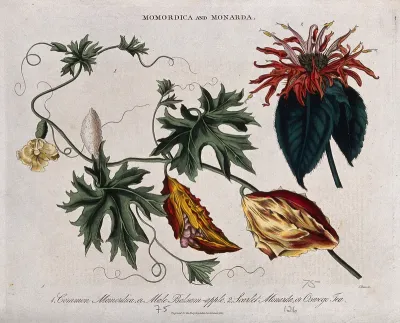 Two plants: balsam apple (Momordica balsamina) and Oswego tea or bee balm (Monarda didyma)