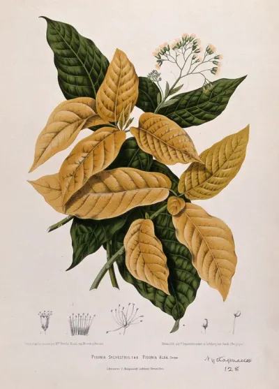 Two plants (Pisonia sylvestris and Pisonia alba ): flowering and leafy shoots with separate numbered flower and fruit sections