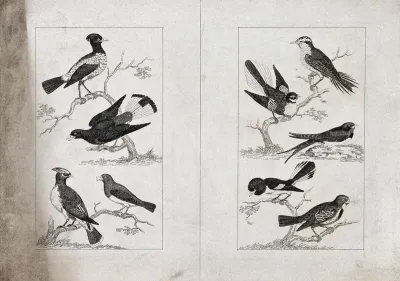Two plates, each of four perching unnamed birds