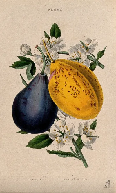 Two plums (Prunus cultivars): fruit and flowers