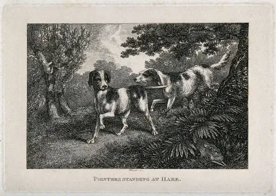 Two pointers standing rigid looking towards a hare hiding in the undergrowth of a forest