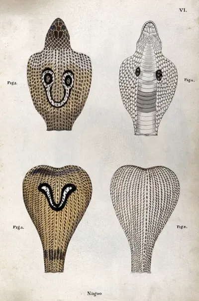 Two poisonous snakes (Indian cobras): four figures showing the snakes' hoods, seen from above and below, indicating the distinctive 'spectacle'and 'V-shaped' markings