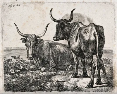 Two Polish oxen by a river or lake