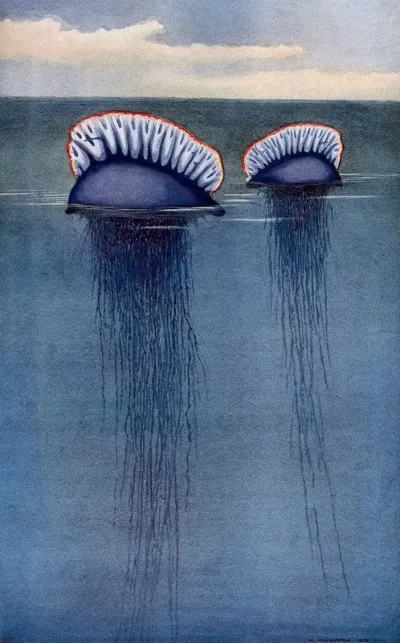 Two Portuguese man o' war (Physalia arethusa) drifting half-submerged in the sea