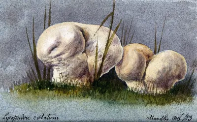 Two puff balls (Lycoperdon species)