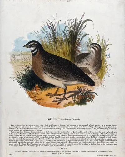 Two quails sitting on a patch of grass