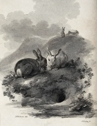 Two rabbits sitting next to the entrance of their burrow while a couple of rabbits are gamboling in the background