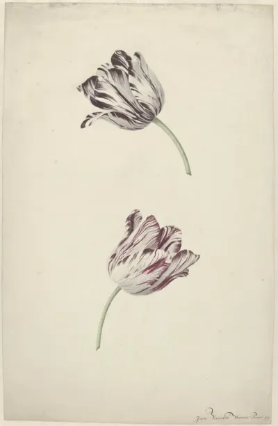 Two Red-and-white Tulips