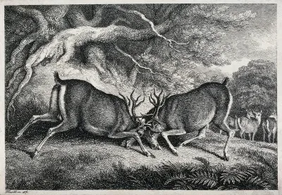 Two red deer stags fighting