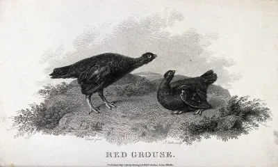 Two red grouse. Etching by J. Scott, ca. 1801, after S. Elmer