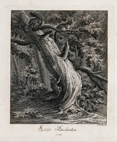 Two red squirrels playing on a tree in a forest