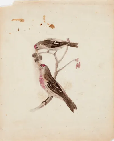 Two Redpolls