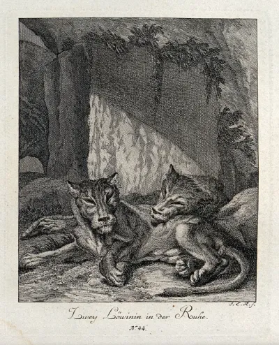 Two resting lionesses