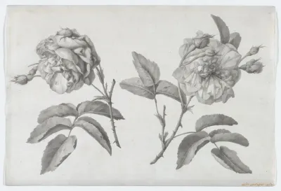 Two Roses