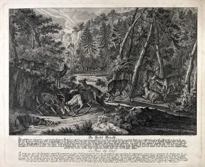 Two rutting stags fight in a forest clearing, watched by other deer
