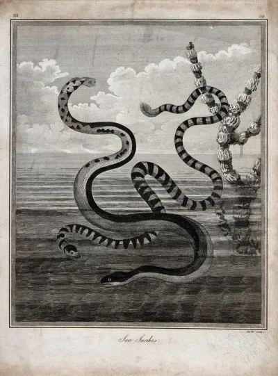 Two sea snakes with their tails in the air