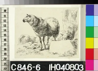 Two Sheep by a Boulder