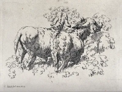 Two sheep grazing on bushes