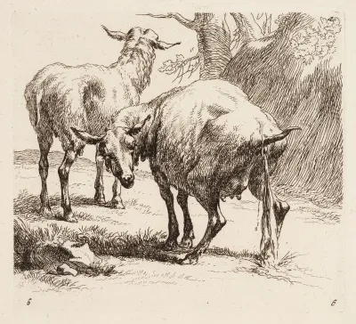 Two Sheep one of which Urinates